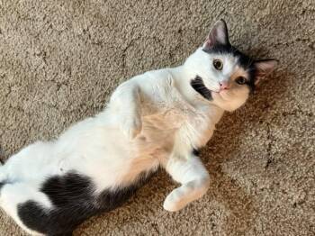 Domestic Short Hair Cats Available for Adoption - Hopscotch | PetCurious