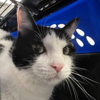 Domestic Short Hair Cats Available for Adoption in Des Moines, Iowa - Yui | PetCurious