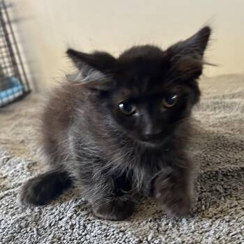 IVHS-Stray-140163 -  Domestic Medium Hair Cat for Adoption in San Gabriel, California - IVHS-Stray-140163 | PetCurious
