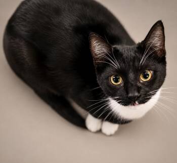 Stephanie -  Domestic Short Hair Cat for Adoption in Rixeyville, Virginia - Stephanie | PetCurious