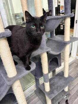 Milkdud -  Tabby Cat for Adoption in Chicago, Illinois - Milkdud | PetCurious