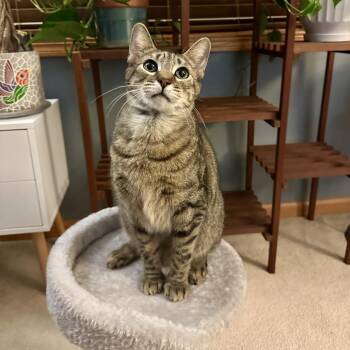 Domestic Short Hair Cats Available for Adoption - Candice | PetCurious