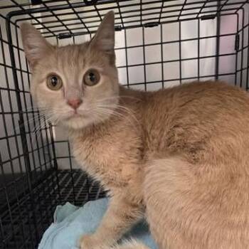 Domestic Short Hair Cats Available for Adoption in Bristol, Indiana - Gulliver | PetCurious