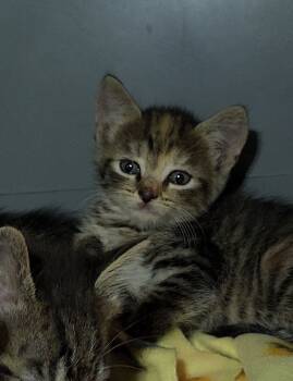 Rescue Domestic Short Hair and Calico Cats for Adoption in Ocala, Florida - Holly Hobbie | PetCurious