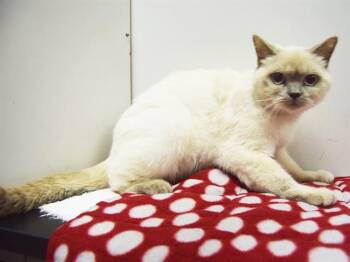 American Shorthair Cats Available for Adoption - WILLOW | PetCurious