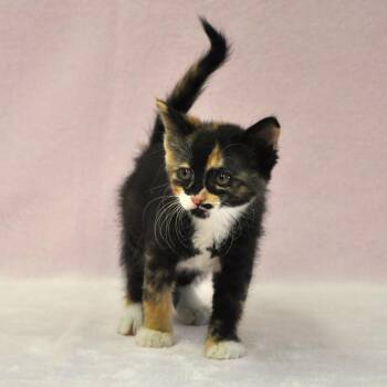 Artemis -  Domestic Medium Hair and Calico Cat Available for Adoption in Union Gap, Washington - Artemis | PetCurious