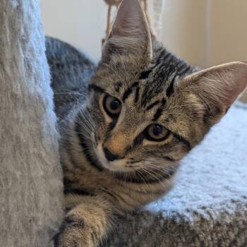 Dino -  Domestic Short Hair Cat for Adoption in Sonoma, California - Dino | PetCurious