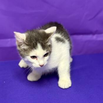Bing 2 -  Domestic Short Hair Cat for Adoption in North Myrtle Beach, South Carolina - Bing 2 | PetCurious