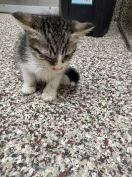Birdie -  Domestic Short Hair Cat for Adoption in Westland, Michigan - Birdie | PetCurious