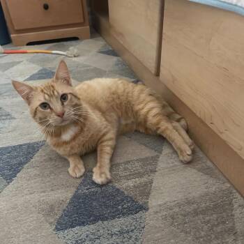 George -  Domestic Short Hair Cat Available for Adoption in Valdosta, Georgia - George | PetCurious