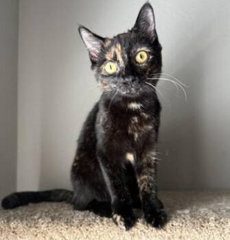 DAHLIA -  Tortoiseshell and Devon Rex Cat for Adoption in Kenosha, Wisconsin - DAHLIA | PetCurious