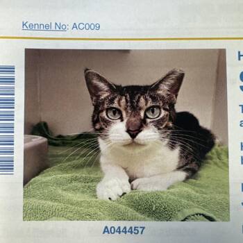 Siri -  Domestic Short Hair Cat for Adoption in Lake Jackson, Texas - Siri | PetCurious
