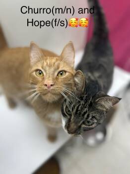 Rescue Domestic Short Hair Cats for Adoption in Calais, Maine - Churu And Hope | PetCurious
