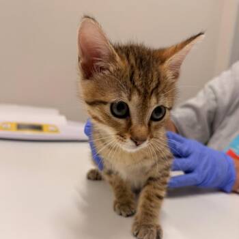 Cremini -  Domestic Short Hair Cat for Adoption in Chattanooga, Tennessee - Cremini | PetCurious