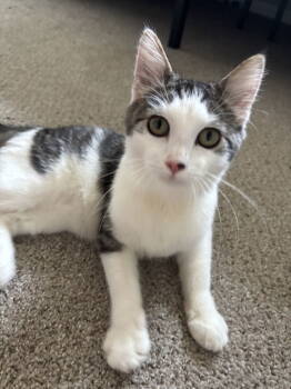 Rescue Domestic Short Hair Cats for Adoption in The Woodlands, Texas - Marshmallow | PetCurious