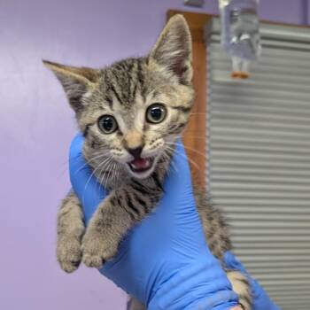Joanne -  Domestic Short Hair Cat for Adoption in Redwood Valley, California - Joanne | PetCurious