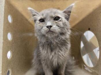 MCFLURRY -  Domestic Long Hair Cat for Adoption in Kent, Washington - MCFLURRY | PetCurious