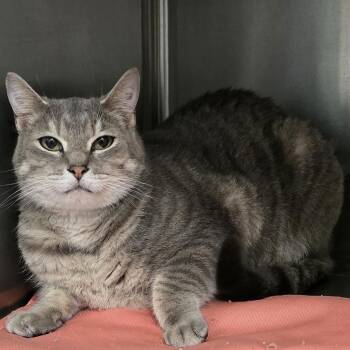 Wilda -  Domestic Short Hair Cat for Adoption in Washburn, Missouri - Wilda | PetCurious