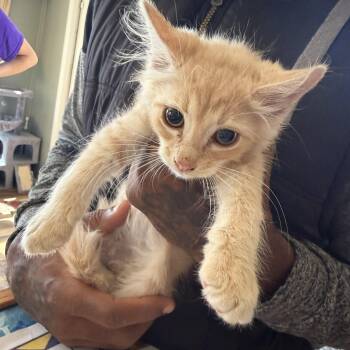Charles -  Domestic Short Hair Cat for Adoption in Deming, New Mexico - Charles | PetCurious