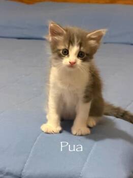 Pua -  Domestic Long Hair Cat for Adoption in Hamilton, Ohio - Pua | PetCurious