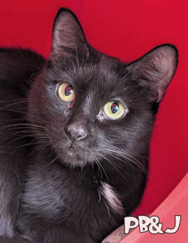 Rescue Domestic Short Hair Cats for Adoption in Mason, Michigan - PB&J | PetCurious