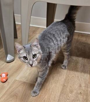 Rescue Domestic Short Hair Cats for Adoption in Woodstock, Illinois - Helen | PetCurious