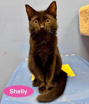Shelly -  Domestic Short Hair Cat for Adoption in Hazlet, New Jersey - Shelly | PetCurious