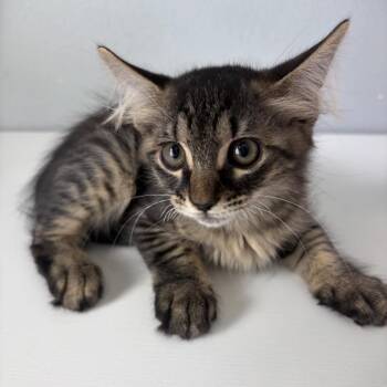Noah -  American Shorthair Cat for Adoption in Freeport, Florida - Noah | PetCurious