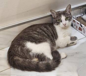 Rescue Domestic Short Hair Cats for Adoption in Fairfax, Virginia - Lilly | PetCurious