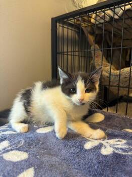 Grey -  Domestic Short Hair Cat for Adoption in Freeport, New York - Grey | PetCurious