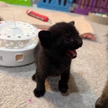 Domestic Short Hair Cats Available for Adoption in Reisterstown, Maryland - Ramses | PetCurious