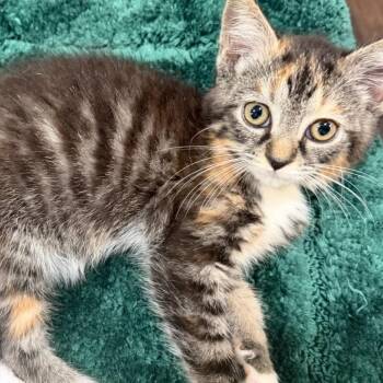 Ironic Maiden -  Domestic Medium Hair Cat for Adoption in Fredericksburg, Virginia - Ironic Maiden | PetCurious