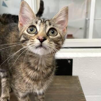 Forewing -  Domestic Short Hair Cat for Adoption in Carencro, Louisiana - Forewing | PetCurious
