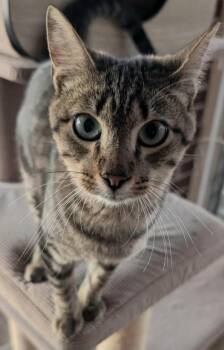 Rescue American Shorthair Cats for Adoption in Elgin, South Carolina - Mr. Gigolo | PetCurious