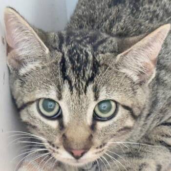 Bubbles-5921 -  Domestic Short Hair Cat for Adoption in Tyler, Texas - Bubbles-5921 | PetCurious