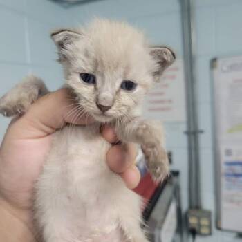 BAC-Stray-143021 -  Domestic Short Hair Cat for Adoption in Beaumont, Texas - BAC-Stray-143021 | PetCurious