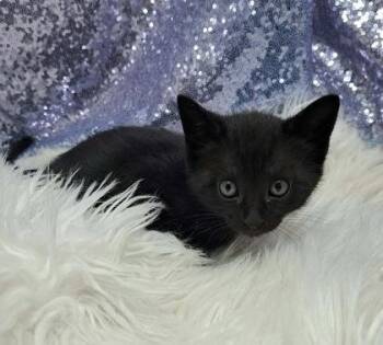 Kieran -  Domestic Short Hair Cat Available for Adoption in Clarkesville, Georgia - Kieran | PetCurious