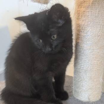 Charlie C26-051 -  American Shorthair Cat for Adoption - Charlie C26-051 | PetCurious