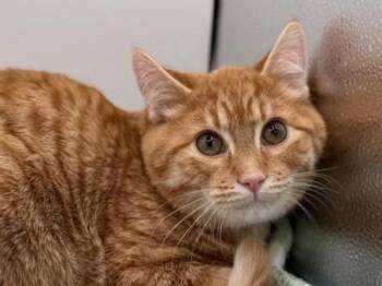 Domestic Short Hair Cats Available for Adoption - Marshy | PetCurious