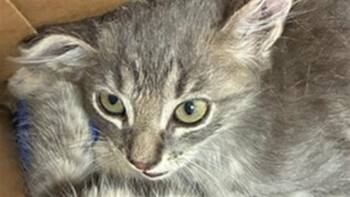 BRYCE -  Domestic Short Hair Cat for Adoption in Palmetto, Florida - BRYCE | PetCurious