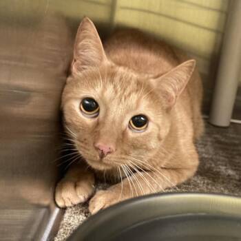 Domestic Short Hair Cats Available for Adoption in Sand Springs, Oklahoma - Blackberry Kitten 5 | PetCurious