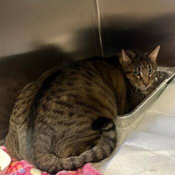 Domestic Short Hair Cats Available for Adoption in Fort Worth, Texas - Hamburgler | PetCurious