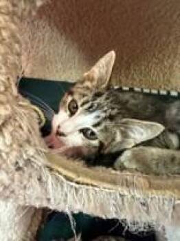 Salt -  Domestic Short Hair Cat for Adoption in Manitowoc, Wisconsin - Salt | PetCurious