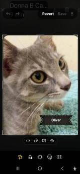 Oliver -  Domestic Short Hair Cat for Adoption in Shrewsbury, Massachusetts - Oliver | PetCurious