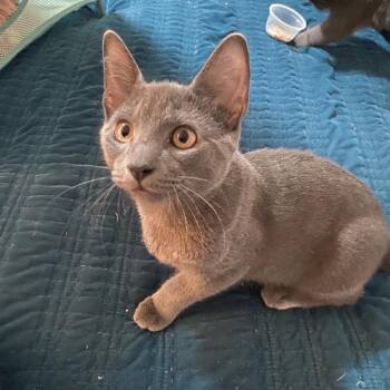 Storm -  Domestic Short Hair Cat for Adoption in Mount Laurel Township, New Jersey - Storm | PetCurious