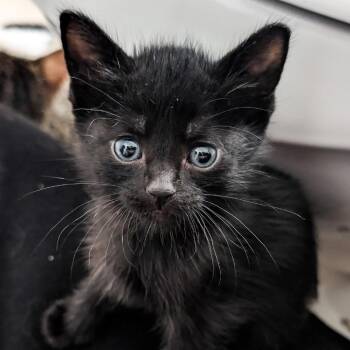 Domestic Short Hair Cats Available for Adoption in Madison, Wisconsin - Scottie | PetCurious