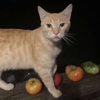 Rescue Domestic Short Hair Cats for Adoption in Huntington, West Virginia - Ridge | PetCurious