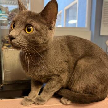 Laurel -  Domestic Short Hair Cat for Adoption in Las Vegas, Nevada - Laurel | PetCurious