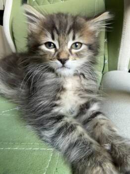 26-16 Parker -  Domestic Long Hair Cat for Adoption in St. Helens, Oregon - 26-16 Parker | PetCurious