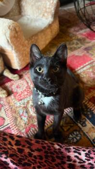 Pepper, Kimchi, & Wasabi -  Domestic Short Hair Cat for Adoption in Calverton, Maryland - Pepper, Kimchi, & Wasabi | PetCurious